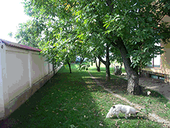 cainiu1